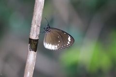 Euploea darchia niveata