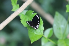 Euploea darchia niveata