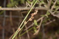 Carex divulsa divulsa