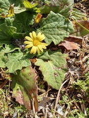 Cymbonotus lawsonianus