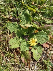 Cymbonotus lawsonianus