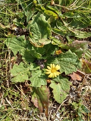 Cymbonotus lawsonianus