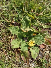 Cymbonotus lawsonianus