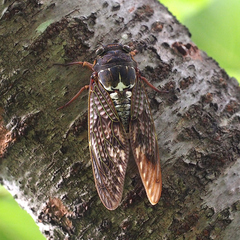Graptopsaltria nigrofuscata