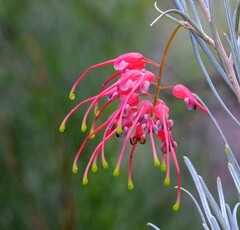 Grevillea pinaster