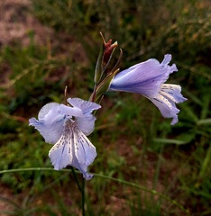 Gladiolus gracilis