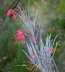 Grevillea pinaster