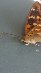 Apatura ilia clytie