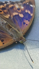 Apatura ilia clytie