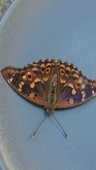 Apatura ilia clytie