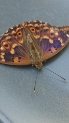 Apatura ilia clytie