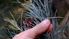 Grevillea pinaster