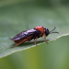 Monophadnus nigriceps