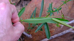 Labichea lanceolata