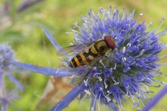 Parasyrphus lineolus