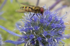 Parasyrphus lineolus