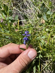 Polygala caucasica