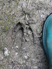 Cervus canadensis sibiricus