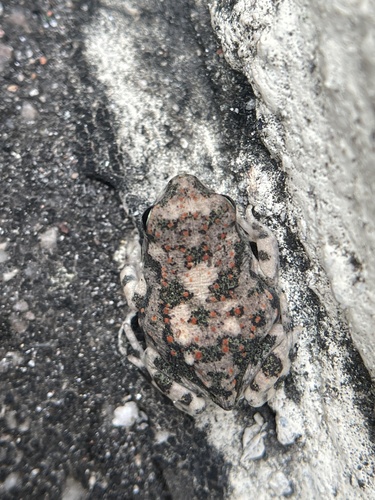 Firouzophrynus hololius
