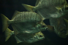 Selenotoca multifasciata