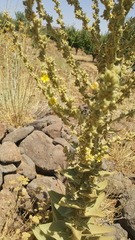 Verbascum sinaiticum