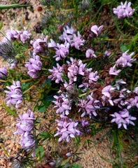 Aspalathus cephalotes