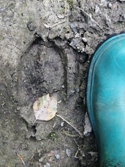 Cervus canadensis sibiricus