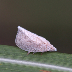 Mimophantia maritima