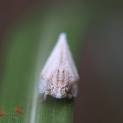 Mimophantia maritima