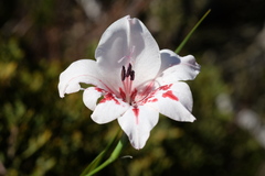 Gladiolus variegatus