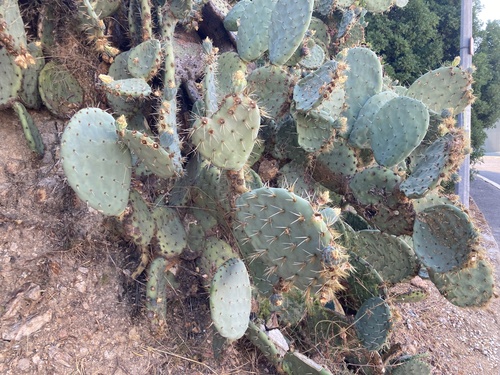 Opuntia robusta