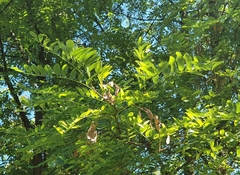 Robinia pseudoacacia