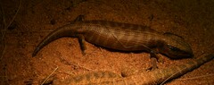 Tiliqua multifasciata