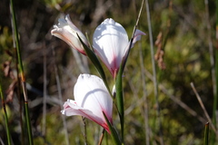 Gladiolus variegatus