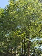 Robinia pseudoacacia