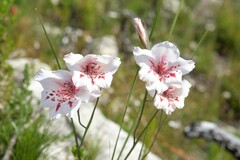 Gladiolus variegatus