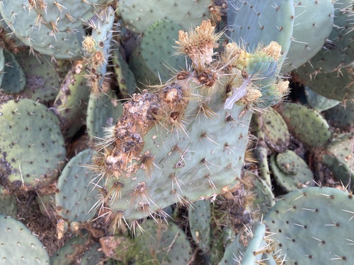 Opuntia robusta