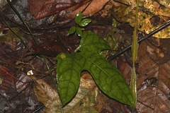 Gurania huebneri
