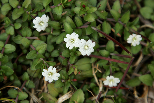 Epilobium alsinoides (Epilobium alsinoides)