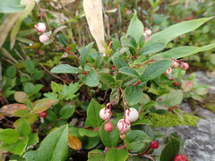 Gaultheria pyroloides