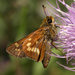 Hesperia leonardus - Photo (c) summerazure, μερικά δικαιώματα διατηρούνται (CC BY-NC-SA)