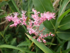 Filipendula multijuga