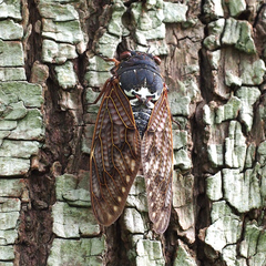 Graptopsaltria nigrofuscata