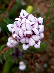 Aspalathus cephalotes