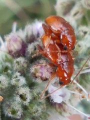 Neocrepidodera ferruginea