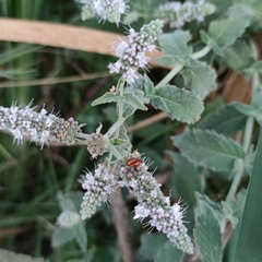 Neocrepidodera ferruginea