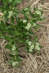 Lepidium oleraceum