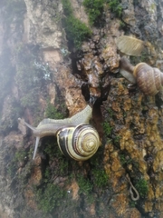 Cepaea nemoralis