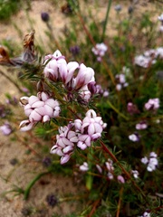 Aspalathus cephalotes