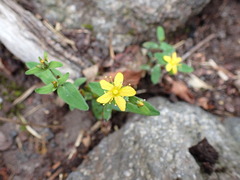 Hypericum senanense senanense